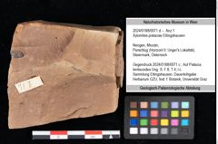 Foto (Objekt + Etikett) von Xylomites pistaciae Ettingshausen (NHMW-GEO-2024-0188-0071d)